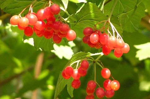 கால்கள் மீது தோல் கொண்ட தோல் கூட viburnum குணப்படுத்தும்