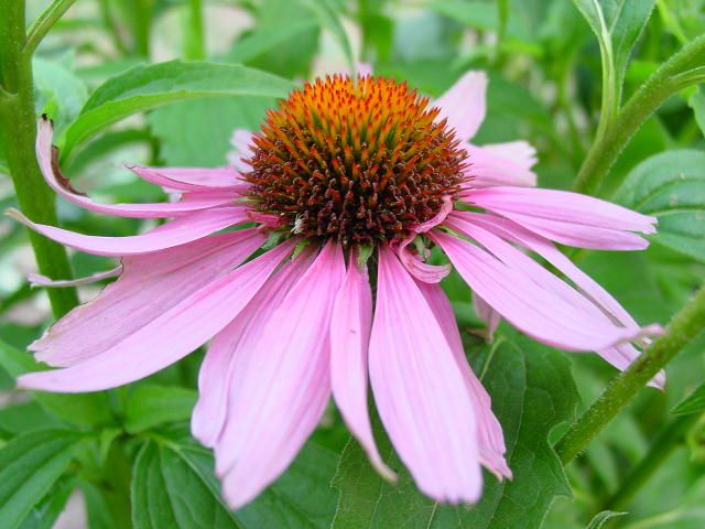 சளிப்பிற்கான Echinacea உதவுகிறது, நோயெதிர்ப்பு பலப்படுத்தல், மற்றும் உடலில் எந்த விளைவும் இல்லை. 