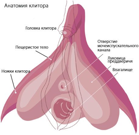 பெண்ணின் உடற்கூறியல்