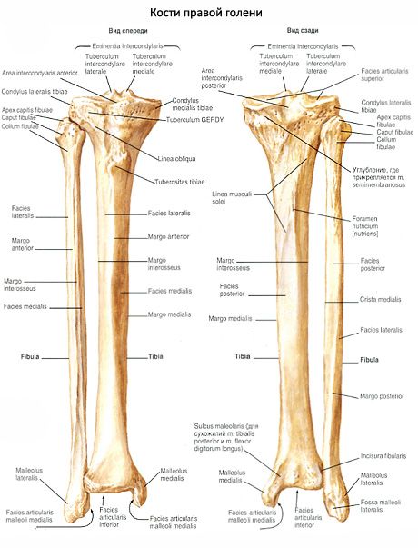 ஷின் எலும்புகள்