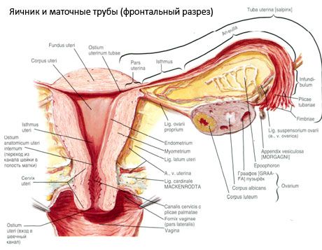 பல்லுபியன் குழாய்கள்