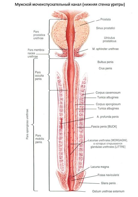 ஆண் யூரியா, ஆண் யூரியா