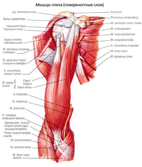 கைப்பைகள் கை (தோள்பட்டை biceps)