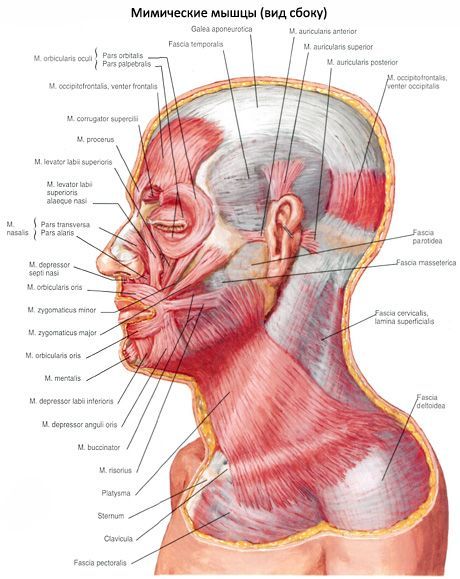 Auricle தசைகள்