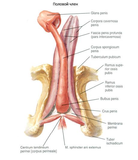 பாலியல் ஆண்குறி (ஆண்குறி)