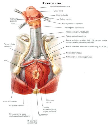 பாலியல் ஆண்குறி (ஆண்குறி)