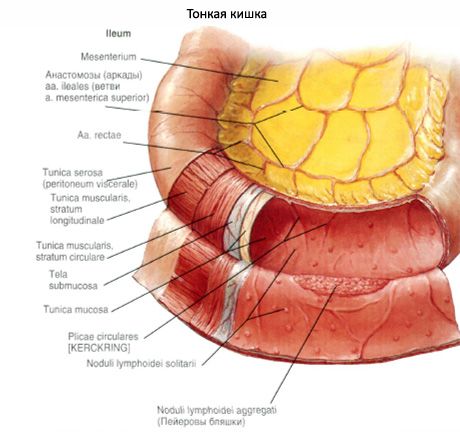 Ileum