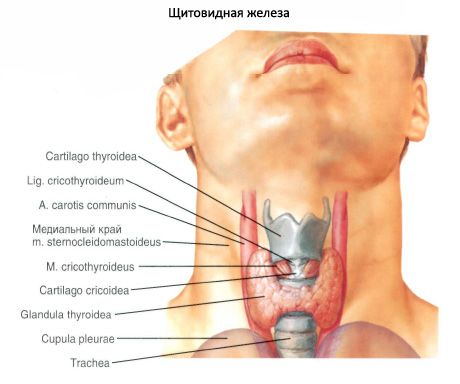 தைராய்டு சுரப்பி (க்ளந்துல தைராய்டு)