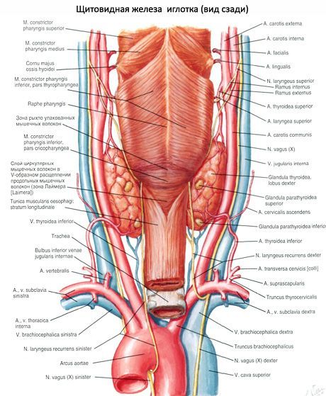 தைராய்டு சுரப்பி (க்ளந்துல தைராய்டு)