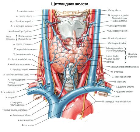 தைராய்டு சுரப்பி (க்ளந்துல தைராய்டு)