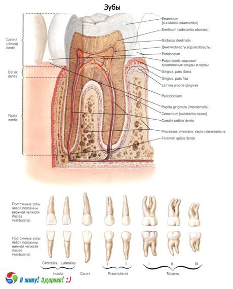 பற்கள்.  பல்லின் கட்டமைப்பு