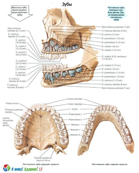 பற்கள்.  பல்லின் கட்டமைப்பு